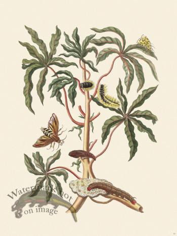 Merian Metamorphosis 61